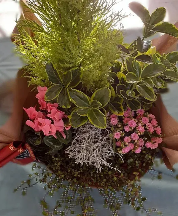 plantes