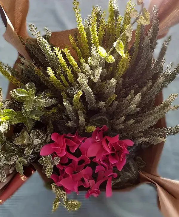 coupe 3 plantes