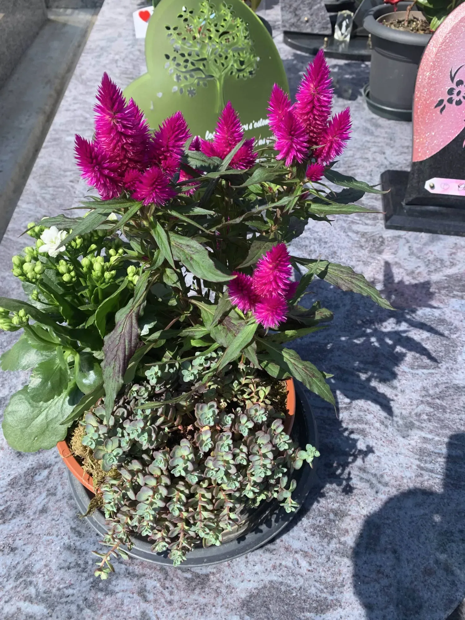 coupe 5 plantes